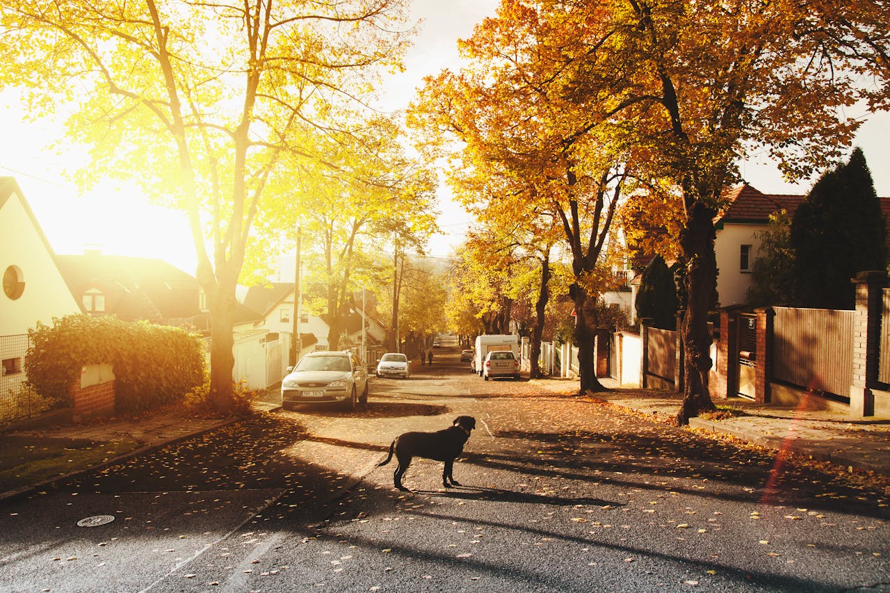 gallery-4 A peaceful autumnal street scene with a dog in a sunlit neighborhood.